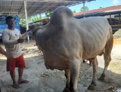 Antisipasi Antraks, Pemkab Basel Minta Peternak Aktif Laporkan Kondisi Kesehatan Hewan