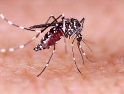 Sepanjang 2023, Dinkes Bangka Temukan 13 Kasus DBD