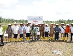 Dukung Ketahanan Pangan dan Net Zero 2060, PT Timah Tbk Bersama Kepala Staf Kepresidenan RI Tanam Sagu di Lahan Bekas Tambang 
