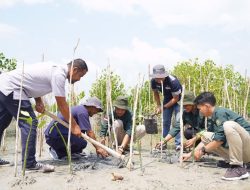 Menanam Mangrove, Upaya PT Timah Tbk Menjaga Ekosistem Pesisir dan Mengurangi Dampak Perubahan Iklim 
