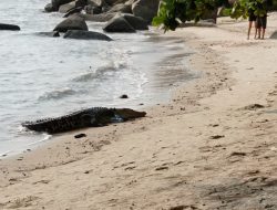 Buaya Muara Muncul di Pinggir Pantai Batu Kapur, Khofifah: Bikin Resah Warga