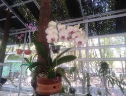 Gegara Alih Fungsi Hutan, 50 Persen Spesies Anggrek di Babel Terancam Punah