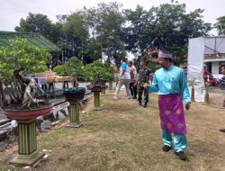 Museum Timah Indonesia Muntok Jadi Lokasi Pameran Bonsai, Warga Bisa Lihat Bonsai Endemik  Bangka Barat