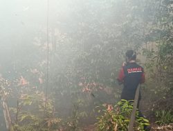 145 Kasus Karhutla Hanguskan 247 Hektar Hutan di Babar