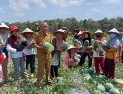 TP PKK Airgegas Panen 8 Ton Semangka, Kades: Bantu Program Ketahanan Pangan Nasional