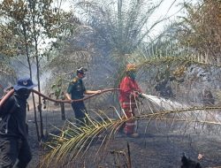 Kebakaran Lahan Marak Terjadi di Babel, PT Timah Tbk Sigap Turunkan Tim Pemadam Kebakaran
