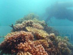 Cantiknya Coral Garden di Pulau Putri, Kolaborasi PT Timah Tbk dengan Nelayan untuk Mendukung Wisata Bawah Laut 
