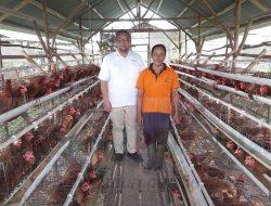 Program PUMK PT Timah Tbk, Dorong Niko Kembangkan Usaha Ayam Petelur