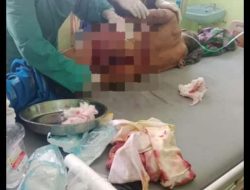 Buaya Muara di Laut Mempunai Mengganas, Seorang Kakek Diterkam saat Nyungkur Udang