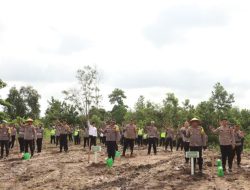Polres Bangka Tanam Ribuan Pohon Kayu Putih di Lahan Eks Tambang