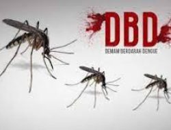 Musim Hujan Waspada DBD, Januari- Februari 2024 Tercatat 60 Kasus di Pangkalpinang