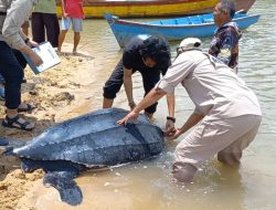 Penyu Belimbing Raksasa Terdampar di Bangka Barat