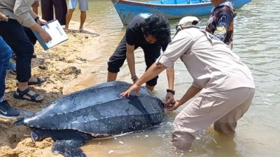 Penyu Belimbing Raksasa Terdampar di Bangka Barat