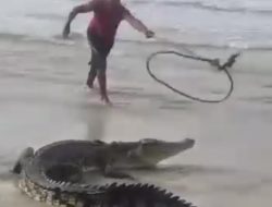 Warga Bangka Barat Tangkap Buaya 3 Meter