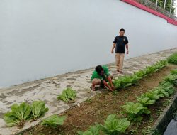 Manfaatkan Lahan Kosong, WBP Rutan Mentok Panen Sayur