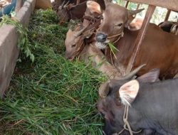 Jelang  Idulfitri, Pemkab Basel Pastikan Sapi Bebas Penyakit Lato-Lato