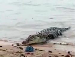 Seorang Warga Dusun Serai Delas Dikabarkan Hilang Diterkam Buaya di Sungai Nyirih