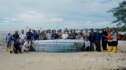 Kolaborasi dengan Koperasi Pelita Anugerah Harapan, PT Timah Tanam 2.500 Mangrove di Pantai Perepat Mati Pangkalpinang 