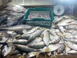 Pedagang Ikan di Pasar Mentok Keluhkan Sepinya Pembeli, Harga Ikan Alami Penurunan