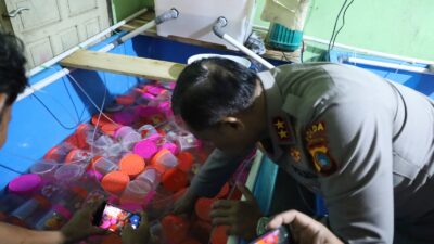 Berhasil Digagalkan Polisi, Ratusan Ribu Benih Lobster Rencananya Diselundupkan ke Singapura Pakai Kapal Hantu