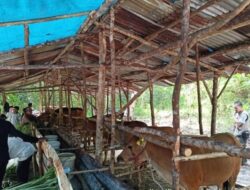 Stok Hewan Kurban Kambing dan Sapi di Basel 793 Ekor,  Pemkab Pastikan Cukup untuk Hari Raya Idul Adha 2024