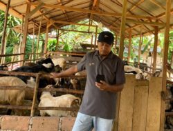 Pemkab Basel Siapkan Tim Kesehatan untuk Cek Kesehatan Hewan Kurban Sebelum dan Setelah Disembelih