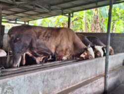 Dinpanpertan Bangka Pastikan Kebutuhan Sapi Kurban Tercukupi, Stok Kambing Kurang 622 ekor