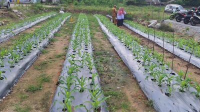 Manfaatkan Lahan Kosong, Dinpanpertan Bangka Tanam Cabai dan Jagung di Halaman Gedung Grha Maras