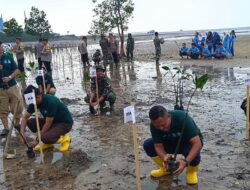 Forkopimda Babar Bersama Pelajar dan Nelayan Tanam Mangrove di Pantai Kampung Iklim