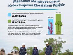 Langkah Konkrit Menjaga Ekosistem Pesisir, PT Timah Telah Tanam 119.150 Mangrove di Wilayah Operasional Perusahaan