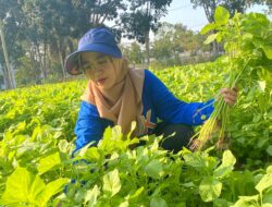 Hasil Panen Kebun PKK Cikar, Ludes Diserbu Warga