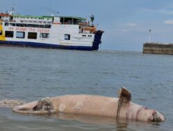 Bangkai Pesut Panjang 1,5 Meter Terdampar di Pelabuhan Tanjung Kalian