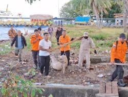 Bangkai Ikan Pesut Dievakuasi, Pemkab Babar akan Buatkan Tugu