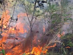 Hutan Wisata Bukit Kukus Bangka Barat Terbakar 