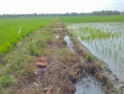 Akibat Jalan Usaha Tani Rusak, Petani  di Rias Ini Terpaksa Rogoh Kocek Rp 100 ribu untuk Angkut Hasil Panen