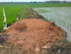 Jalan Usaha Tani  Akses Dua Poktan di Rias Rusak Parah, Pemerintah Daerah Dinilai Tebang Pilih Poktan