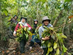 Bertajuk Gebyar Merah Putih, Komunitas Lingkungan Identifikasi Anggrek di Sungai Upang