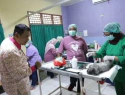 Program Dispapar Pangkalpinang Kendalikan Populasi Kucing, Sebanyak 60 Ekor Kucing Jantan Disterilkan