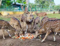 Sejak 2018, PT Timah bersama PPS Alobi Rehabilitasi Ratusan Satwa
