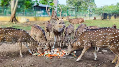 Sejak 2018, PT Timah bersama PPS Alobi Rehabilitasi Ratusan Satwa