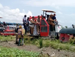 Pj Gubernur dan Pjs Bupati Basel Panen Padi di Desa Rias