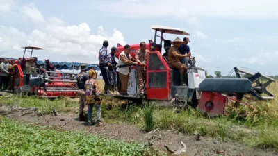 Pj Gubernur dan Pjs Bupati Basel Panen Padi di Desa Rias