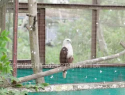 KeHati PT Timah, Program Konservasi Satwa untuk Kelestarian Alam