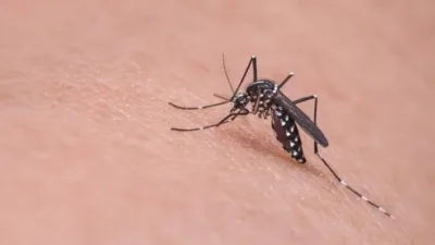 Kasus DBD di Kabupaten Bangka Alami Peningkatan, Total Tujuh Orang Meninggal Dunia