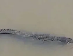 Sedang Mencari Ikan, Nelayan Simpang Gedong Belinyu Hilang Diterkam Buaya