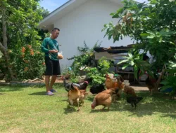 Penghuni Komplek Perumahan Unmet PT Timah Manfaatkan Pekarangan