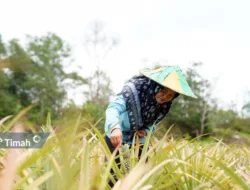 Zulyanti Sosok Inspiratif Dibalik Suksesnya Kelompok Tani Aek Jelutung