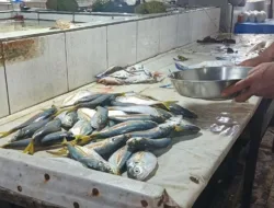 Pasokan Sedikit Akibat Cuaca Ekstrem, Harga Ikan di Pasar Mentok Melambung Tinggi 