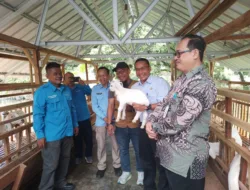 PT PLN UIW Babel Salurkan 12 Kambing ke Kelompok Pelatihan Budidaya Kambing Perah Pangkalpinang