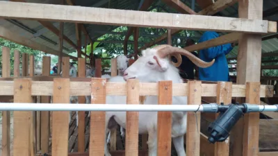 Samri Sebut Ternak Kambing di Pangkalpinang Punya Potensi Besar, Permintaan Sampai 2 Ribu Ekor